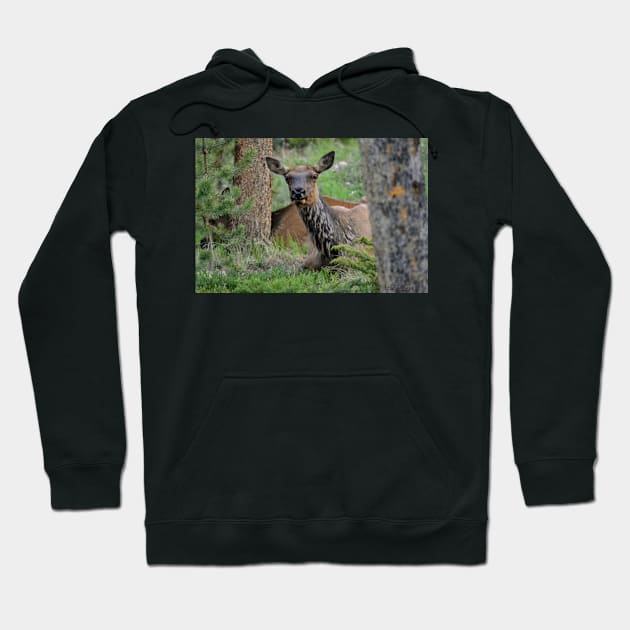 Resting Lady Elk Hoodie by Leslie Pino Durant